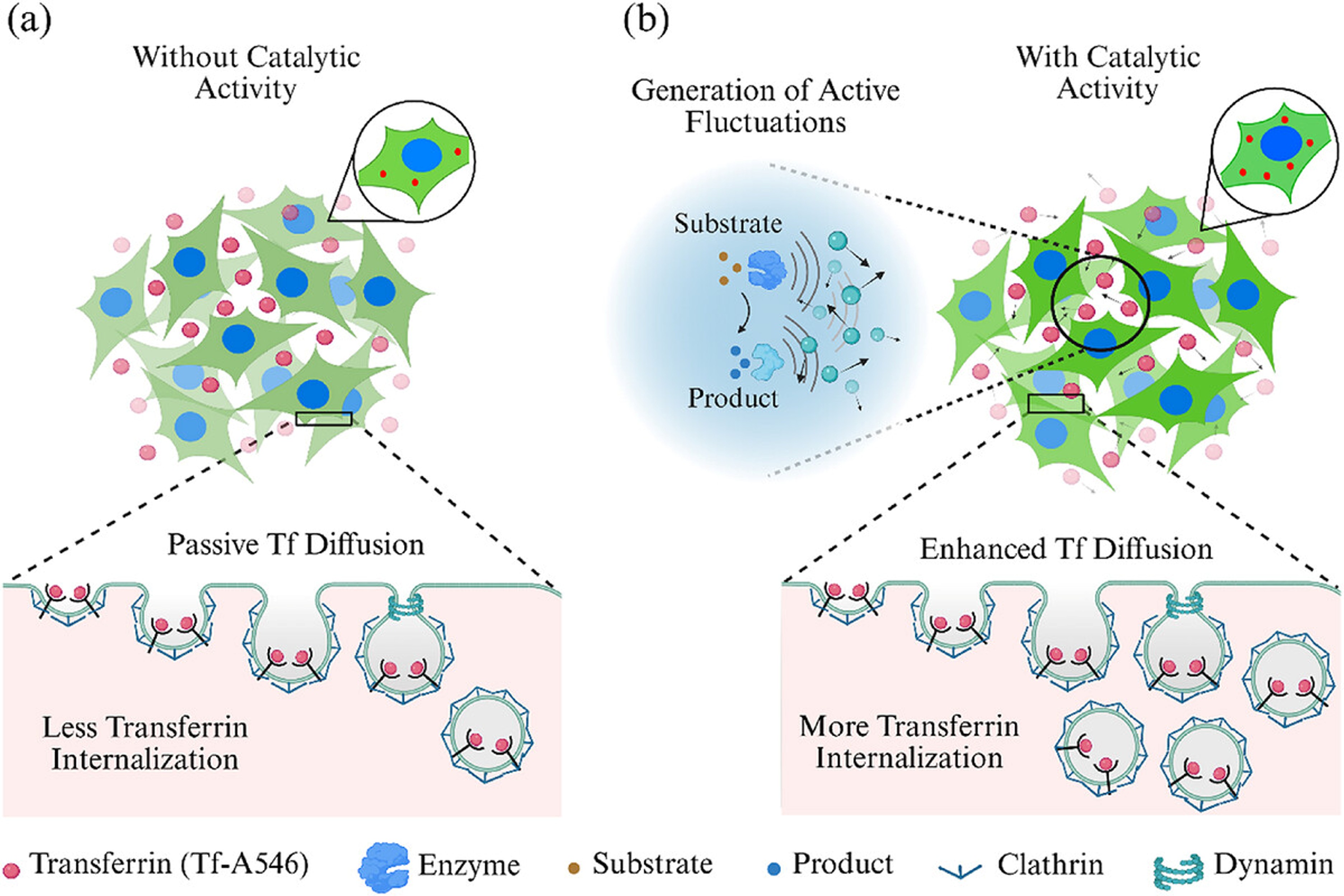 Researchers show how Enzyme Activity can Accelerate Molecular Movement inside Cells